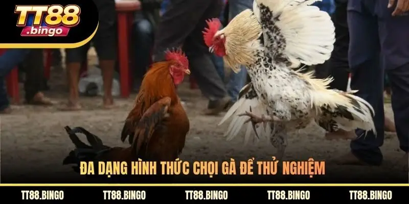 Đa dạng hình thức chọi gà để thử nghiệm