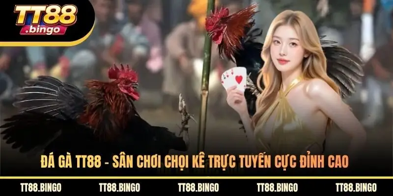 Đá Gà TT88 - Sân Chơi Chọi Kê Trực Tuyến Cực Đỉnh Cao